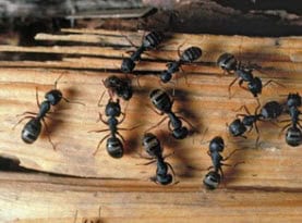 ant control