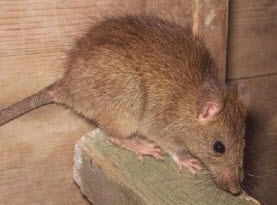 rodent control