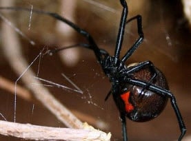 spider control