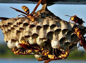 wasps stinging insect control